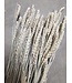 Blé blanc doux séché | Triticum fleurs séchées | Longueur 60-70 centimètres | À commander par bouquet