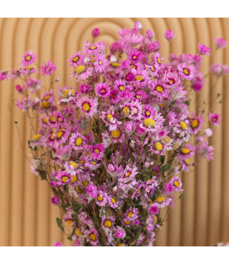 MyFlowers Sunbeam rose séché | Rhodanth rose fleurs sèches | ± 35 fleurs par bouquet | Longueur 45 centimètres