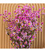Sunbeam rose séché | Rhodanth rose fleurs sèches | ± 35 fleurs par bouquet | Longueur 45 centimètres