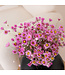 Sunbeam rose séché | Rhodanth rose fleurs sèches | ± 35 fleurs par bouquet | Longueur 45 centimètres