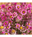 Sunbeam rose séché | Rhodanth rose fleurs sèches | ± 35 fleurs par bouquet | Longueur 45 centimètres