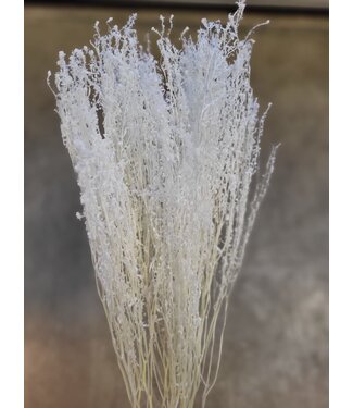 MyFlowers White bleached cress | Bleached Lepidium dried flowers | Longueur ± 60 centimètres | Commande par bouquet