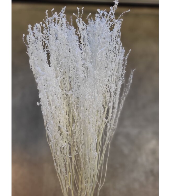 White bleached cress | Lepidium bleached dried flowers | Longueur ± 60 centimètres | Commande par bouquet