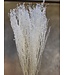 White bleached cress | Lepidium bleached dried flowers | Longueur ± 60 centimètres | Commande par bouquet