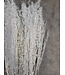 White bleached cress | Lepidium bleached dried flowers | Longueur ± 60 centimètres | Commande par bouquet