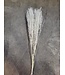White bleached cress | Lepidium bleached dried flowers | Longueur ± 60 centimètres | Commande par bouquet