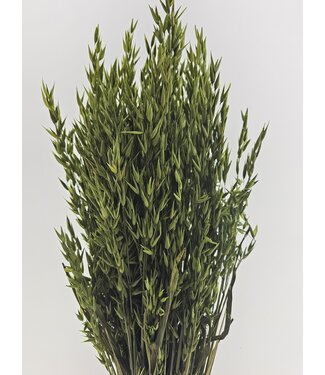 MyFlowers Avoine verte séchée | Avena verte fleurs séchées | Longueur 70 centimètres | Par bouquet
