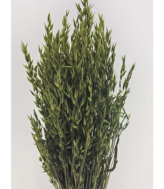 Avoine verte séchée | Avena verte fleurs séchées | Longueur 70 centimètres | Commande par bouquet