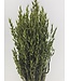 Avoine verte séchée | Avena verte fleurs séchées | Longueur 70 centimètres | Commande par bouquet