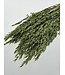 Avoine verte séchée | Avena verte fleurs séchées | Longueur 70 centimètres | Commande par bouquet
