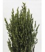 Avoine verte séchée | Avena verte fleurs séchées | Longueur 70 centimètres | Commande par bouquet