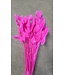 Lagurus séché Rose | Fleurs séchées queue de lièvre | Longueur 75 centimètres | À commander par bouquet