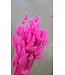 Lagurus séché Rose | Fleurs séchées queue de lièvre | Longueur 75 centimètres | À commander par bouquet