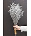 Silver dried flax | Silver dried Linum flowers | Length ± 55 cm | Order per bunch