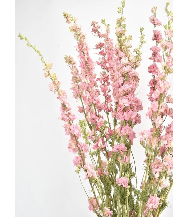 Larkspur rose séché | Delphinium fleurs séchées | Longueur 70 centimètres | Commande par bouquet