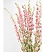 Larkspur rose séché | Delphinium fleurs séchées | Longueur 70 centimètres | Commande par bouquet
