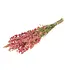 Larkspur rose séché | Delphinium fleurs séchées | Longueur 70 centimètres | Commande par bouquet
