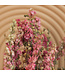 Larkspur rose séché | Delphinium fleurs séchées | Longueur 70 centimètres | Commande par bouquet