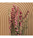 Larkspur rose séché | Delphinium fleurs séchées | Longueur 70 centimètres | Commande par bouquet