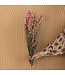 Larkspur rose séché | Delphinium fleurs séchées | Longueur 70 centimètres | Commande par bouquet