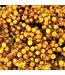 Yellow dried pepper berries | Yellow Schinus drying decoration | Length ± 30 cm | Order per bundle