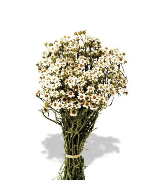 Casa Alegria Marguerite des montagnes blanche séchée | Ixodia blanche fleurs séchées | Longueur ± 35 centimètres | Par bouquet