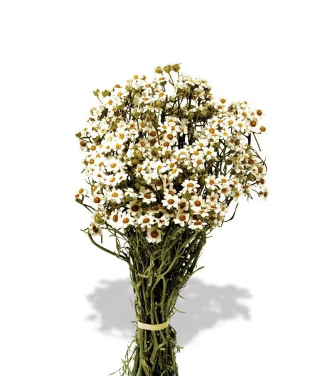 White dried Berg Daisy | White Ixodia dried flowers | Length ± 35 centimetres | Available per bunch
