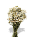White dried Berg Daisy | White Ixodia dried flowers | Length ± 35 centimetres | Available per bunch