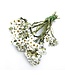 White dried Berg Daisy | White Ixodia dried flowers | Length ± 35 centimetres | Available per bunch
