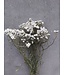 White dried Berg Daisy | White Ixodia dried flowers | Length ± 35 centimetres | Available per bunch