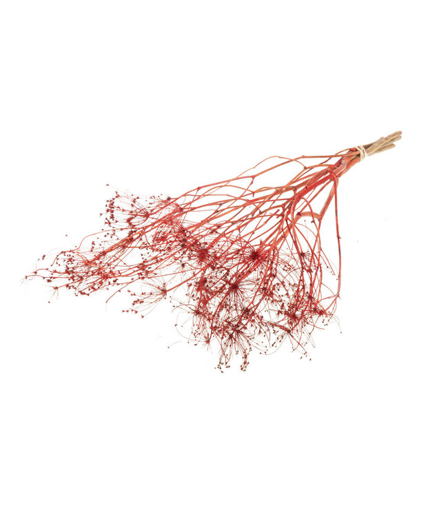 Écran d'or séché rouge | Fleurs séchées de Bupleurum rouge | Longueur ± 55 cm | Commande par bouquet