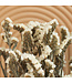Limonium sinuatum blanc séché | Statice sinuatum blanc fleurs séchées | Longueur ± 70 centimètres | À commander par bouquet