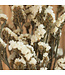 Limonium sinuatum blanc séché | Statice sinuatum blanc fleurs séchées | Longueur ± 70 centimètres | À commander par bouquet