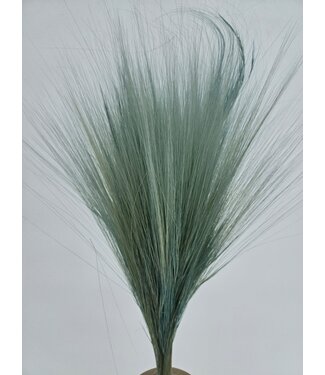 MyFlowers Hellblauer Barba de Bode | Ziegenkraut Trockenblumen | Länge ± 55 Zentimeter | Pro Bund