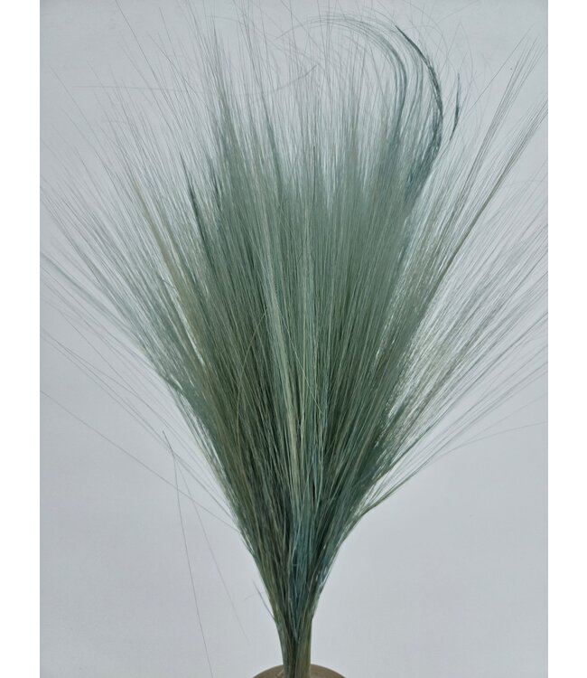 Hellblauer Barba de Bode | Ziegengras Trockenblumen | Länge ± 55 Zentimeter | Pro Bund bestellbar