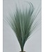 Hellblauer Barba de Bode | Ziegengras Trockenblumen | Länge ± 55 Zentimeter | Pro Bund bestellbar