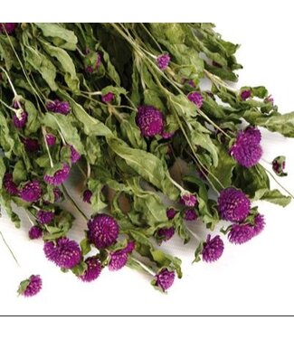 Casa Alegria Découvrez les fleurs séchées Lila Gomphrena de Casa Alegria. Avec une longueur de 70 centimètres, elles sont parfaites pour des compositions florales élégantes et durables dans tout intérieur. Disponibles par bouquet pour des arrangements flexibles.