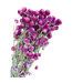 Découvrez les fleurs séchées Gomphrena Lila de Casa Alegria. Avec une longueur de 70 centimètres, elles sont parfaites pour des compositions florales élégantes et durables dans n'importe quel intérieur. Disponibles par bouquet pour des arrangements flexib