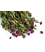Découvrez les fleurs séchées Gomphrena Lila de Casa Alegria. Avec une longueur de 70 centimètres, elles sont parfaites pour des compositions florales élégantes et durables dans n'importe quel intérieur. Disponibles par bouquet pour des arrangements flexib