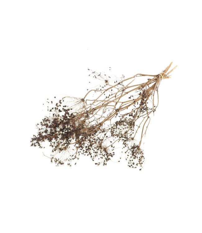 Intense brown dried Gold Screen | Brown Bupleurum dried flowers | Length ± 55 cm | Order per bunch