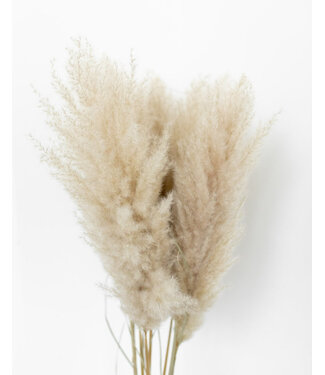 Dutch Dried Natural fluffy pampas plumes | Length 100 centimetres | Per 5 pieces