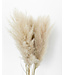 Plumes de pampa naturelles et duveteuses | Longueur 100 centimètres | Commande par 5 pièces