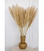 Naturelle fluffy pampas pluimen | Lengte 100 centimeter | Per 5 stuks te bestellen