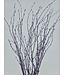 Lilac Misty dried birch branches | Length ± 60 cm | Order per bunch of 10 branches