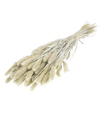 MyFlowers White Misty dried Setaria | White Misty Setarea dried flowers | Longueur ± 70 cm | Par bouquet