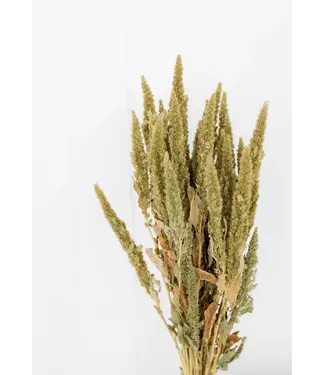 Dutch Dried Amaranthus Cruentus vert | Fleurs séchées de quenouille | Longueur 55 centimètres | Par bouquet