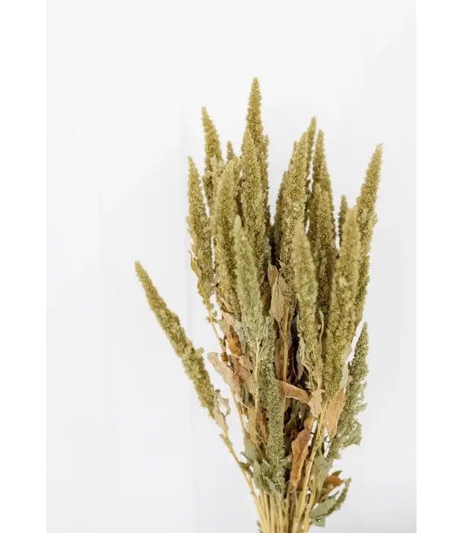 Amaranthus Cruentus vert | Fleurs séchées de quenouille | Longueur 55 centimètres | Commande par bouquet