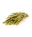 Amaranthus Cruentus vert | Fleurs séchées de quenouille | Longueur 55 centimètres | Commande par bouquet