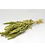 Amaranthus Cruentus vert | Fleurs séchées de quenouille | Longueur 55 centimètres | Commande par bouquet