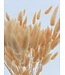 Lagurus séché Saumon | Queue de lièvre fleurs séchées | Longueur 75 centimètres | À commander par bouquet